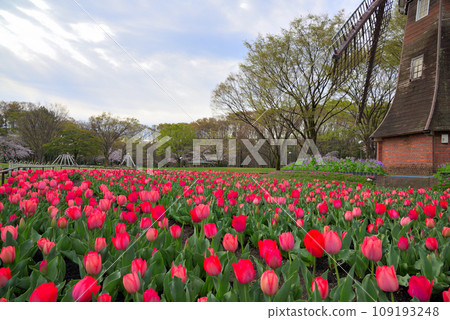 [Aichi Prefecture] Tulips at Meijo Park, Nagoya City 109193248