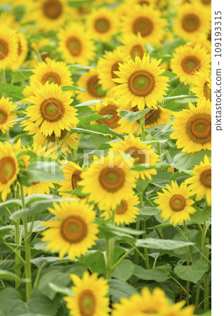盛開的向日葵（北海道美瑛四季彩之丘） 109193315