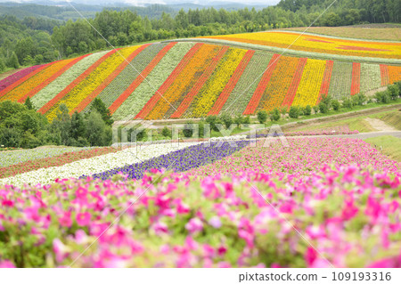 北海道美瑛的“四季彩之丘” 109193316