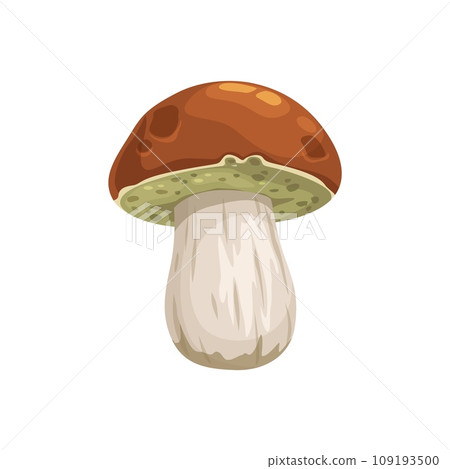 Cep mushroom, isolated cartoon vector fungus, known as porcini, wild edible forest plant, renowned for the robust flavor and brown cap. Delicacy in various cuisines, prized for the earthy richness Cep mushroom, isolated cartoon vector fungus, known as porcini, wild edible forest plant, renowned for the robust flavor and brown cap. Delicacy in various cuisines, prized for the earthy richness 109193500