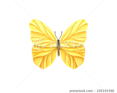 Fluttering yellow butterfly. Lepidoptera, tropical insect and moth. Watercolor illustration for wallpaper, print or textile. Wedding invitation, banner design. Postcards, clothing Fluttering yellow butterfly. Lepidoptera, tropical insect and moth. Watercolor illustration for wallpaper, print or textile. Wedding invitation, banner design. Postcards, clothing 109193566