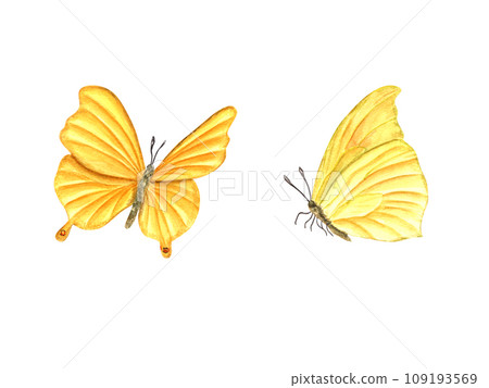 Two flying yellow butterfly. Fluttering lepidoptera, tropical insect and moth. Watercolor illustration for wallpaper, print, textile. Wedding invitation, banner design. Postcards, clothing Two flying yellow butterfly. Fluttering lepidoptera, tropical insect and moth. Watercolor illustration for wallpaper, print, textile. Wedding invitation, banner design. Postcards, clothing 109193569