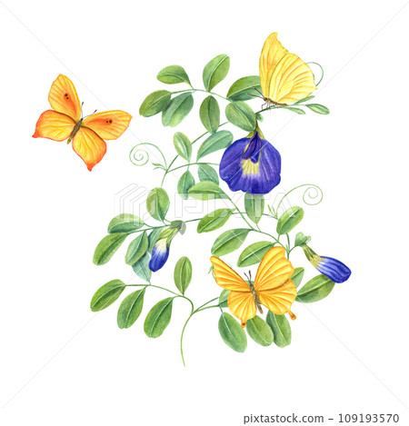 Climbing branches of Thai butterfly pea flowers. Yellow butterflies fluttering around tropical plant. Ipomoea, clitoria ternatea, bluebellvine. Watercolor illustration for package, label, poster Climbing branches of Thai butterfly pea flowers. Yellow butterflies fluttering around tropical plant. Ipomoea, clitoria ternatea, bluebellvine. Watercolor illustration for package, label, poster 109193570