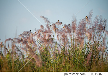 Bunch of Birds perched on some tall Grasses 109193613