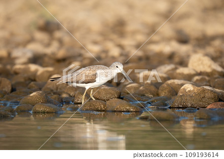 Common Greenshank Searching for Food 109193614