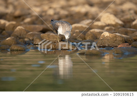 Common Greenshank Searching for Food 109193615