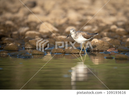 Common Greenshank Searching for Food 109193616