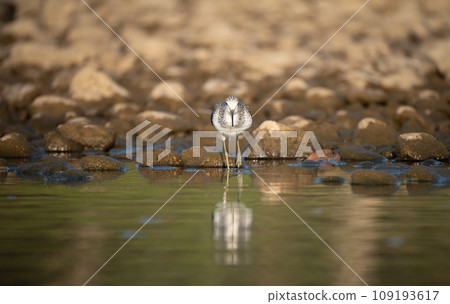 Common Greenshank Searching for Food 109193617