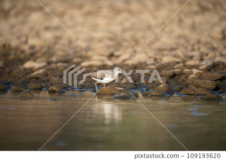 Common Greenshank Searching for Food 109193620