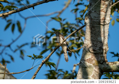 Cuckoo Perched on a Branch Cuckoo Perched on a Branch 109193621