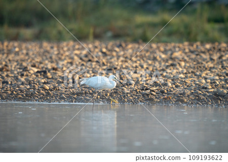Egret Fishing in the River 109193622