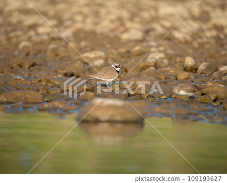 Little Ringed Plover Little Ringed Plover 109193627