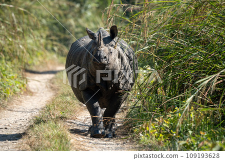 One Horned Rhino on Dirt Road One Horned Rhino on Dirt Road 109193628