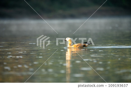 Ruddy Shelduck Swimming in River Ruddy Shelduck Swimming in River 109193637