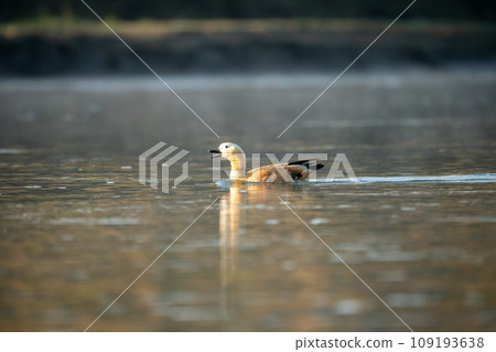 Ruddy Shelduck Swimming in River 109193638