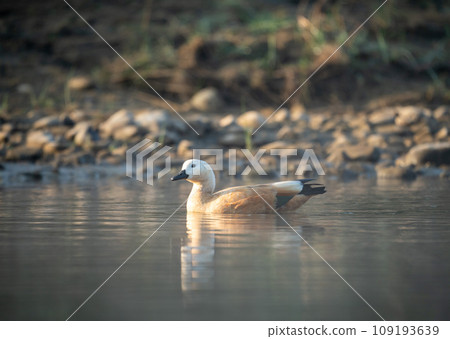 Ruddy Shelduck Swimming in River 109193639