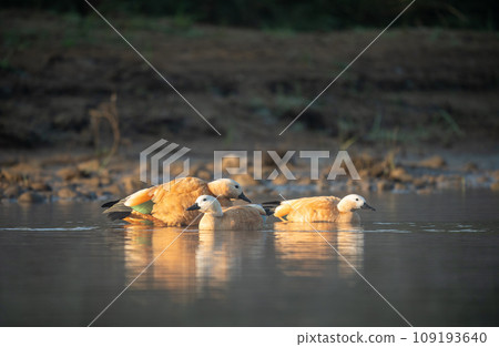 Ruddy Shelducks in the Morning Light Ruddy Shelducks in the Morning Light 109193640