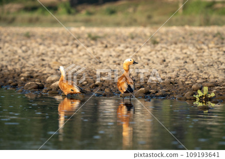 Ruddy Shelducks on River Bank 109193641