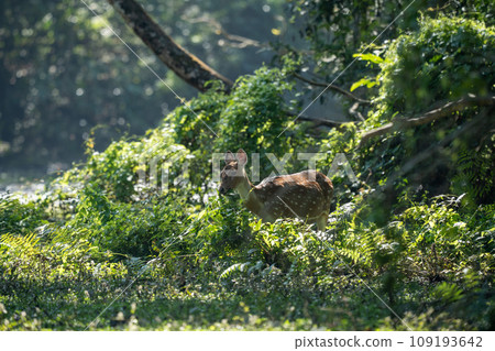 Spotted Deer Eating Leaves from a Bush 109193642