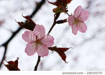 櫻花花瓣在春天的陽光下閃耀 109193747