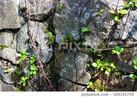 Ivy plants that grow on rocky areas of mountains Ivy plants that grow on rocky areas of mountains 109193759