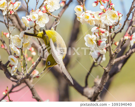 White plum and white-eye herald spring 109194040