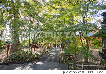 九本佛新成寺的庭院開始變色 109194354