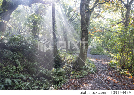 Mysterious forest promenade (Okudaizan Kiyazawa Stream) 109194439