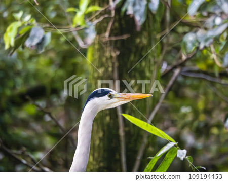 Gray Heron's face Gray Heron's face 109194453