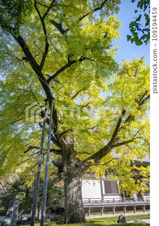Ginkgo trees at Kuhonbutsu Joshinji Temple are starting to change color 109194459