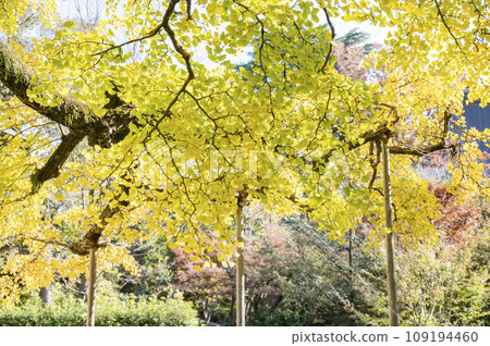 Ginkgo trees at Kuhonbutsu Joshinji Temple are starting to change color 109194460