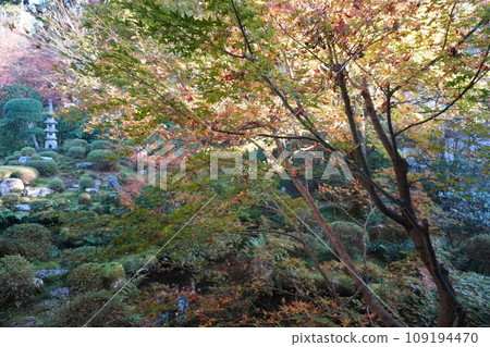 Sansenin在深秋 109194470