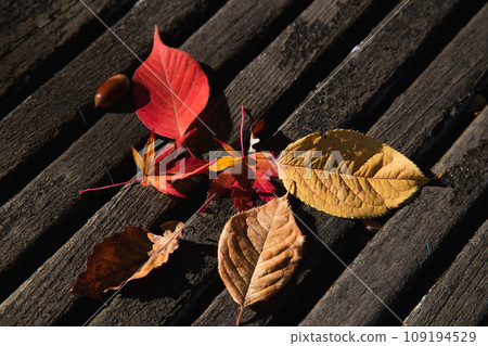 Autumn foliage clasp 109194529