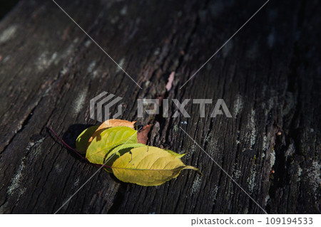 Autumn foliage clasp Autumn foliage clasp 109194533