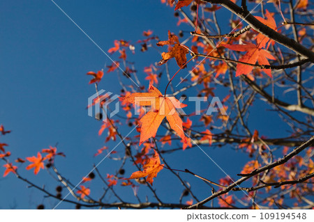 Autumn foliage clasp 109194548