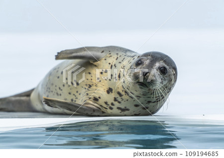 山形縣鶴岡市高馬夫海豹水族館的風景 山形縣鶴岡市高馬夫海豹水族館的風景 109194685