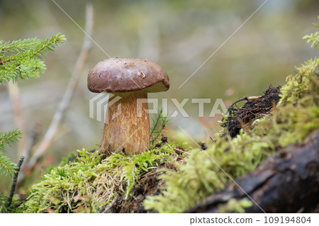 Boletus pinophilus mushroom growing in the woods 109194804