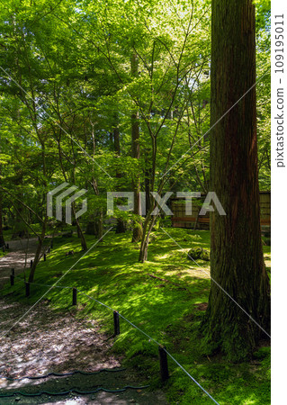 初夏的宮城松島圓通院三溪殿禪林禪園 109195011