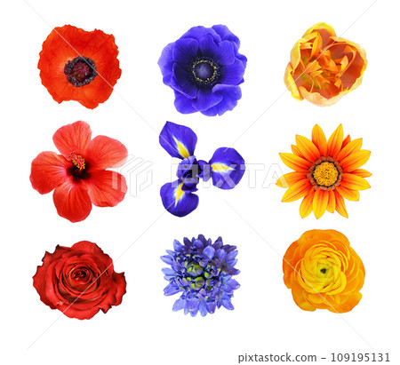 Set of different red, blue and yellow flowers isolated on white background. Top view. 109195131