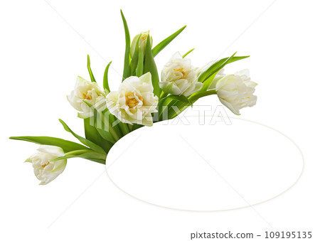 White tulip flowers ahd oval card for text isolated on white White tulip flowers ahd oval card for text isolated on white 109195135