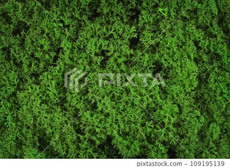 Texture o f green stabilized moss for background. Texture o f green stabilized moss for background. 109195139