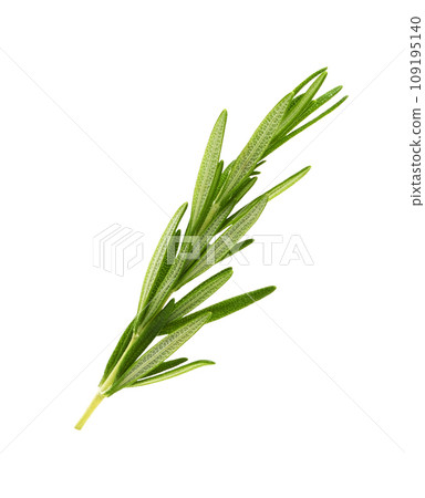 Green sprig of fresh rosemary leaves isolated 109195140