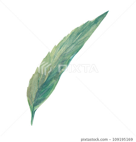 Medicinal verbena leaf watercolor illustration on a white background. For printing on labels and packaging. 109195169
