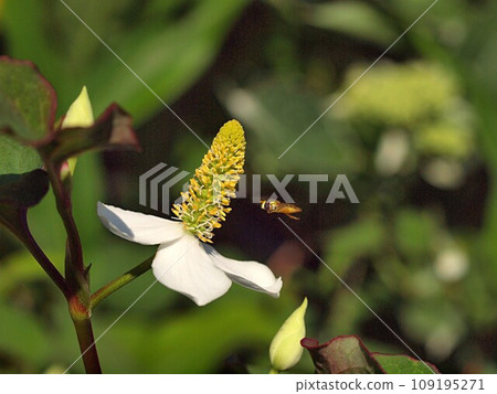 Ecology photo of Hokudami flower 109195271