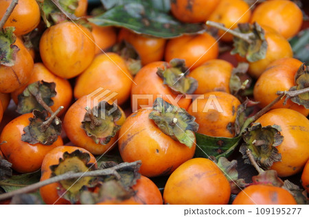 很多柿子果實 109195277
