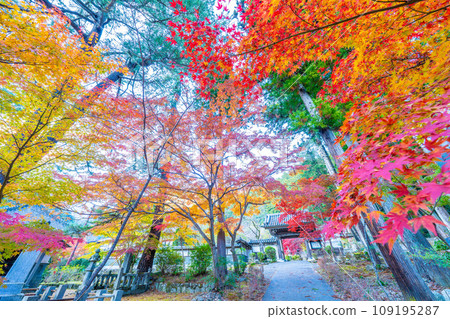 Autumn leaves of Mt. Minobu 109195287
