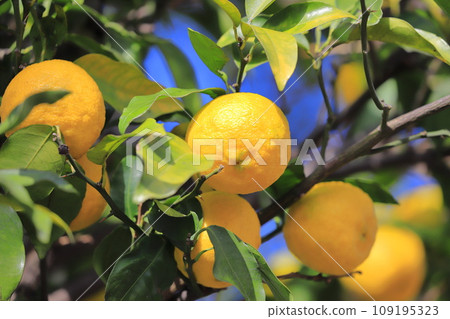 Yuzu fruit that is about to be harvested Yuzu fruit that is about to be harvested 109195323