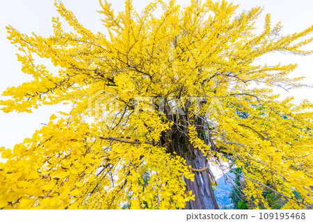 Okachiki ginkgo in Honkoku-ji 109195468