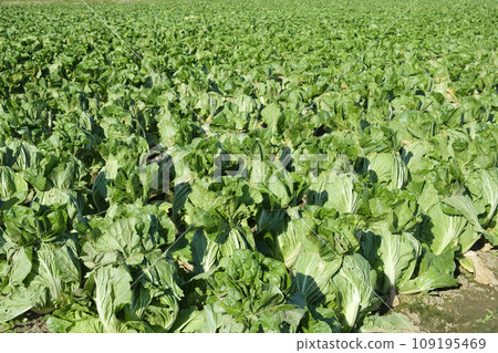 Chinese cabbage Chinese cabbage for wintering in late autumn 109195469