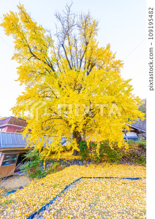Okachiki ginkgo in Honkoku-ji 109195482